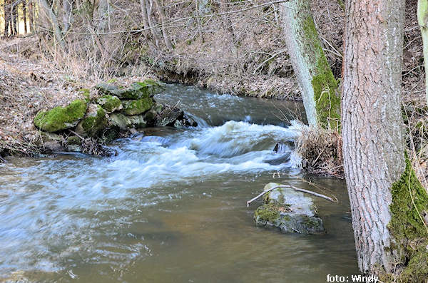 Losenický potok Losenický potok