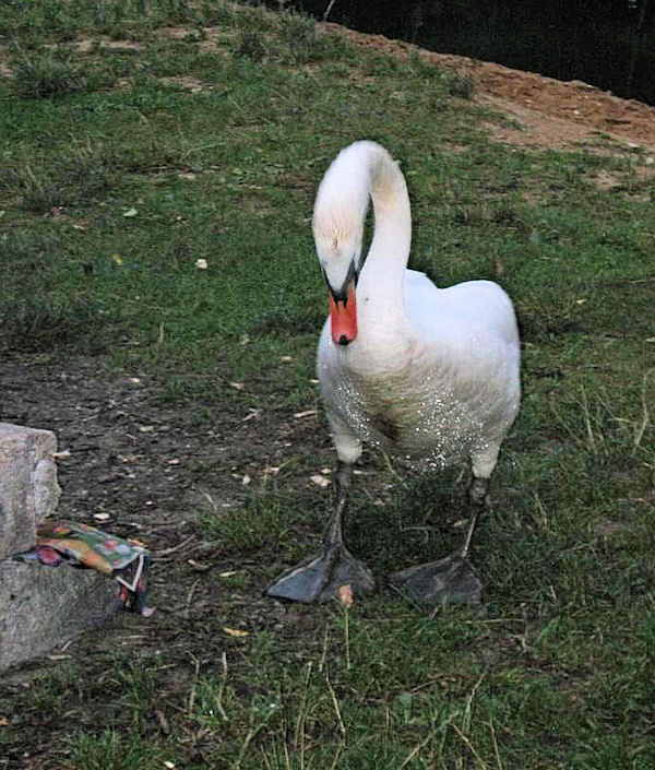Tábořiště Boreček Tábořiště Boreček
