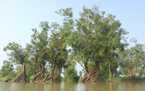 Zaplavený les Zaplavený les