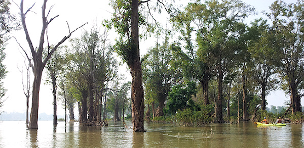 Zaplavený les Zaplavený les