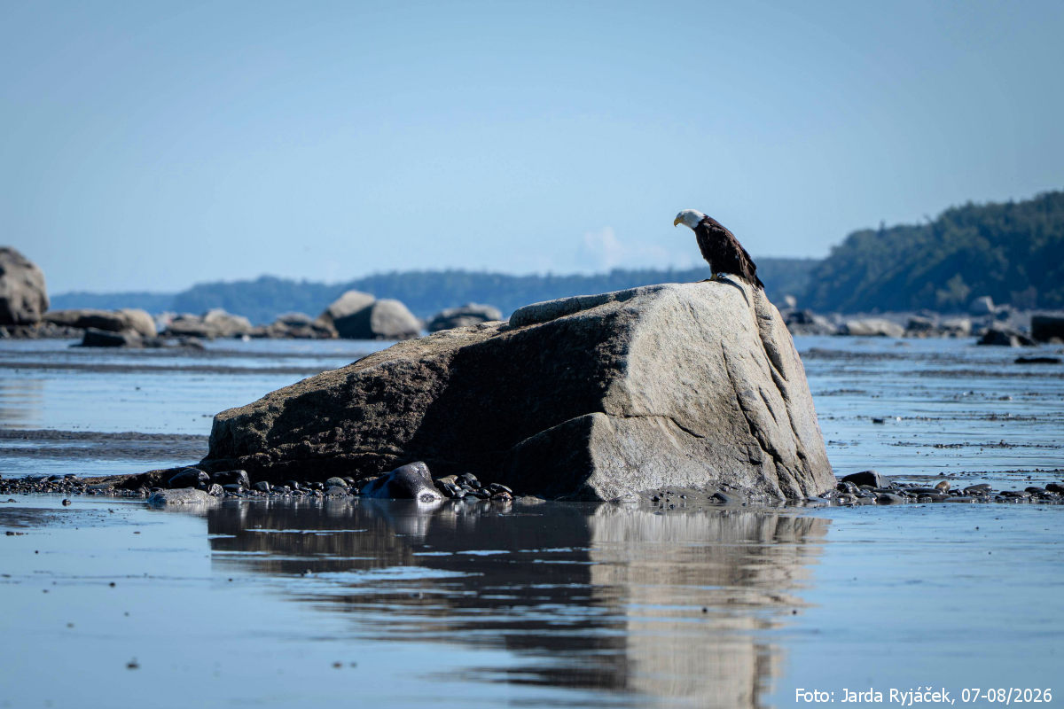 Záliv Cook Inlet za odlivu