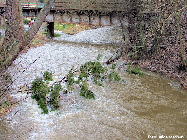Druhý strom je v Hrubé vodě Druhý strom je v Hrubé vodě