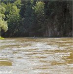 Orava