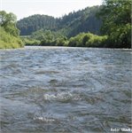 Orava