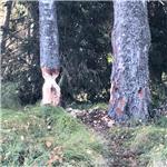 Bobři na horní Vltavě